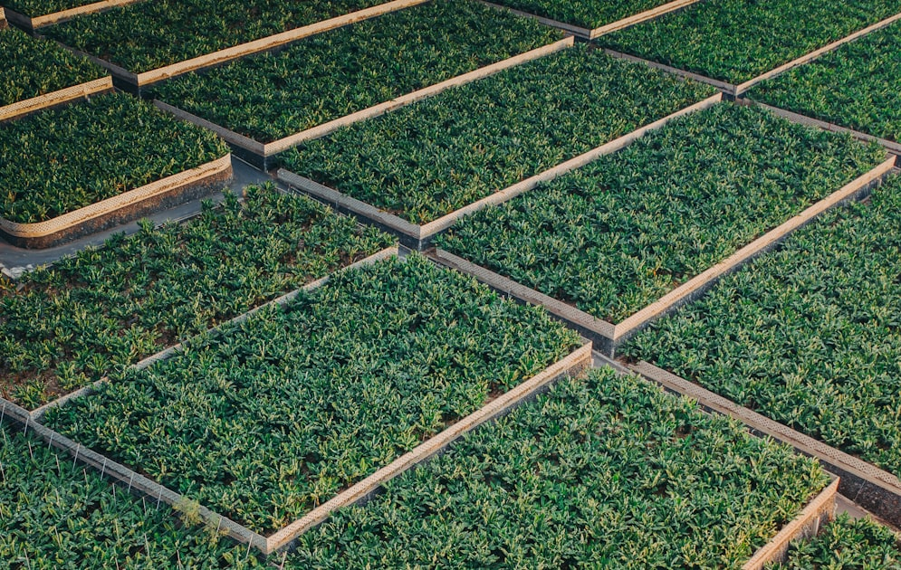 Navigating Agricultural Exports